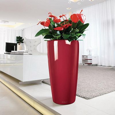 Blooming Anthurium Andraeanum in LECHUZA RONDO Self-watering Planter, Total Height 100 cm
