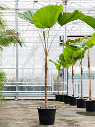 Lush Ruffled Fan Palm Licuala grandis Tall Indoor House Plants Trees