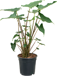 Alocasia zebrina 'Siberian Tiger'