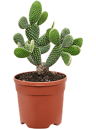 Easy-Care Bunny Ears Opuntia microdasys 'Albispina' Indoor House Plants