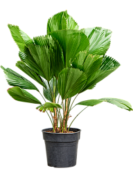 Lush Ruffled Fan Palm Licuala grandis Tall Indoor House Plants Trees