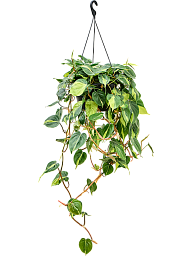 Lush Heart-Leaf Philodendron scandens 'Brasil' Indoor House Plants
