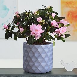 IDEALIST Lite Diamond Style Indoor Hanging Planter