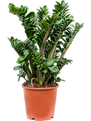 Lush ZZ Plant Zamioculcas zamiifolia 'Zenzi' Indoor House Plants