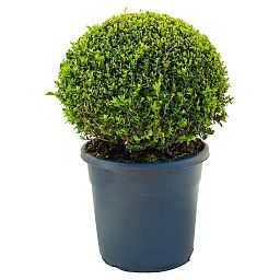 Photogenic Boxwood Buxus standard - MONO BALL, Box standard (Buxus sempervirens)