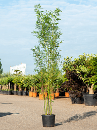 Easy-Care Bamboo Phyllostachys aurea