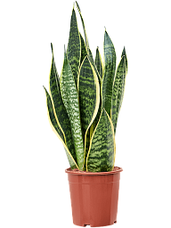 Easy-Care Snake Plant Sansevieria trifasciata 'Futura Superba' Indoor House Plants