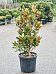 Lush Southern Magnolia grandiflora 'Little Gem' Indoor House Plants