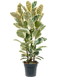 Lush Rubber Plant Ficus elastica 'Tineke' Indoor House Plants
