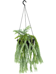 Shade-loving Tassel Fern Huperzia goebelii Indoor House Plants