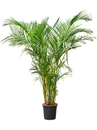 Lush Areca Palm Dypsis (Areca) lutescens Indoor House Plants