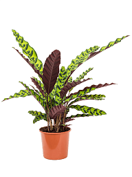 Colorful Peacock Plant Calathea insignis Indoor House Plants