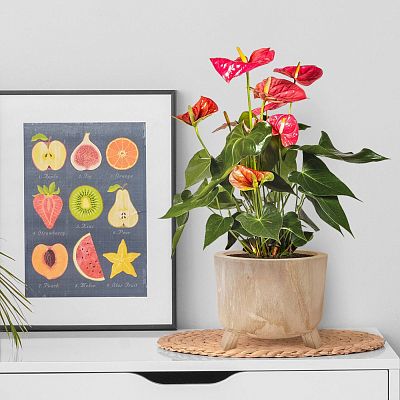 HORTICO GROWER Wooden House Planter with Legs, Indoor Plant Pot Stand with Waterproof Liner