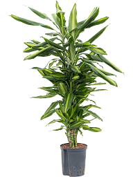 Colorful Corn Plant Dracaena fragrans 'Cintho' Indoor House Plants