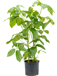 Cheerful Umbrella Tree Schefflera actinophylla 'Amate' Indoor House Plants