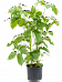 Cheerful Umbrella Tree Schefflera actinophylla 'Amate' Indoor House Plants