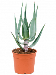 Photogenic Clanwilliam Aloe comosa Indoor House Plants Photogenic Clanwilliam Aloe comosa Indoor House Plants