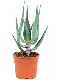 Photogenic Clanwilliam Aloe comosa Indoor House Plants