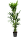 Lush Sentry Palm Kentia (Howea) forsteriana Indoor House Plants