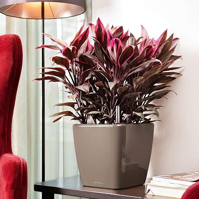 LECHUZA Quadro LS Square Poly Resin Self-watering Planter