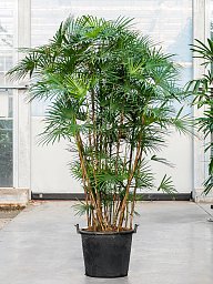 Elegant Lady Palm Rhapis humilis (150-180) Tall Indoor House Plants Trees