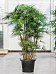 Elegant Lady Palm Rhapis humilis (190-210) Tall Indoor House Plants Trees