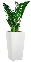 Zamioculcas Zamiifolia in LECHUZA CUBICO Color Self-watering Planter, Total Height 150 cm