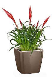 Blooming Scarlet Vriesea in LECHUZA QUADRO LS Self-watering Planter, Total Height 50 cm