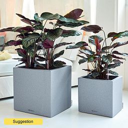 Showy Pin-Stripe Calathea sanderiana Indoor House Plants