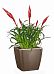 Blooming Scarlet Vriesea in LECHUZA QUADRO LS Self-watering Planter, Total Height 50 cm