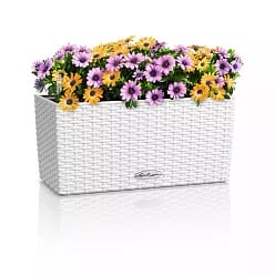 LECHUZA BALCONERA Cottage Trough Poly Resin Self-watering Planter