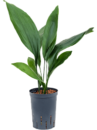 Shade-loving Cast Iron Plant Aspidistra elatior Indoor House Plants