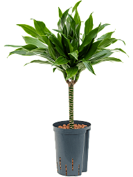 Photogenic Corn Plant Dracaena fragrans 'Green Jewel' Tall Indoor House Plants Trees