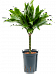 Photogenic Corn Plant Dracaena fragrans 'Green Jewel' Tall Indoor House Plants Trees