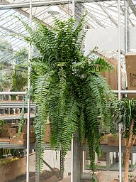 Shade-loving Boston Fern Nephrolepis biserrata 'Macho' Indoor House Plants