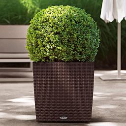 LECHUZA CUBE Cottage Square Poly Resin Self-watering Planter