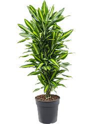 Colorful Corn Plant Dracaena fragrans 'Cintho' Indoor House Plants