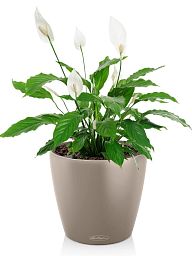 Blooming Spathiphyllum in LECHUZA CLASSICO Color Self-watering Planter, Total Height 45 cm