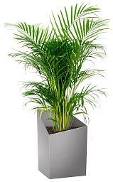 Chrysalidocarpus in LECHUZA CURSIVO Self-watering Planter, Total Height 120 cm