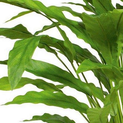 CALATHEA Artificial Flower Plant