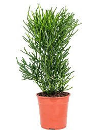 Cheerful African Milk Tree Euphorbia tirucalli Indoor House Plants