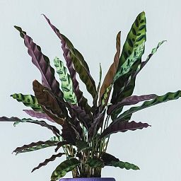 Calathea Lancifolia in LECHUZA QUADRO LS Self-watering Planter, Total Height 65 cm