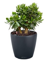 Crassula Ovata in LECHUZA CLASSICO Color Self-watering Planter, Total Height 30 cm