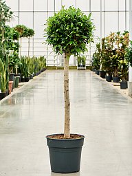 Lush Weeping Fig Ficus microcarpa ‘Nitida’ Tall Indoor House Plants Trees