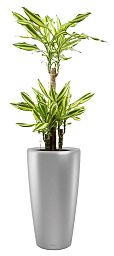Dracaena Fragrans Mass Coast in LECHUZA RONDO Self-watering Planter, Total Height 140 cm