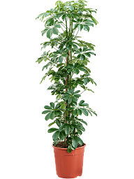 Easy-Care Umbrella Tree Schefflera arboricola 'Compacta' Tall Indoor House Plants Trees