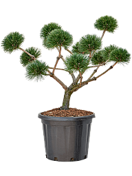 Pinus nigra 'Brepo'