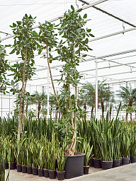 Lush Banyan Fig Ficus benghalensis (400-450) Tall Indoor House Plants Trees