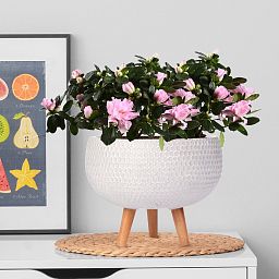 IDEALIST Lite Honeycomb Style Bowl Planter on Legs, Round Pot Plant Stand Indoor