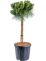 Pinus nigra 'Brepo'